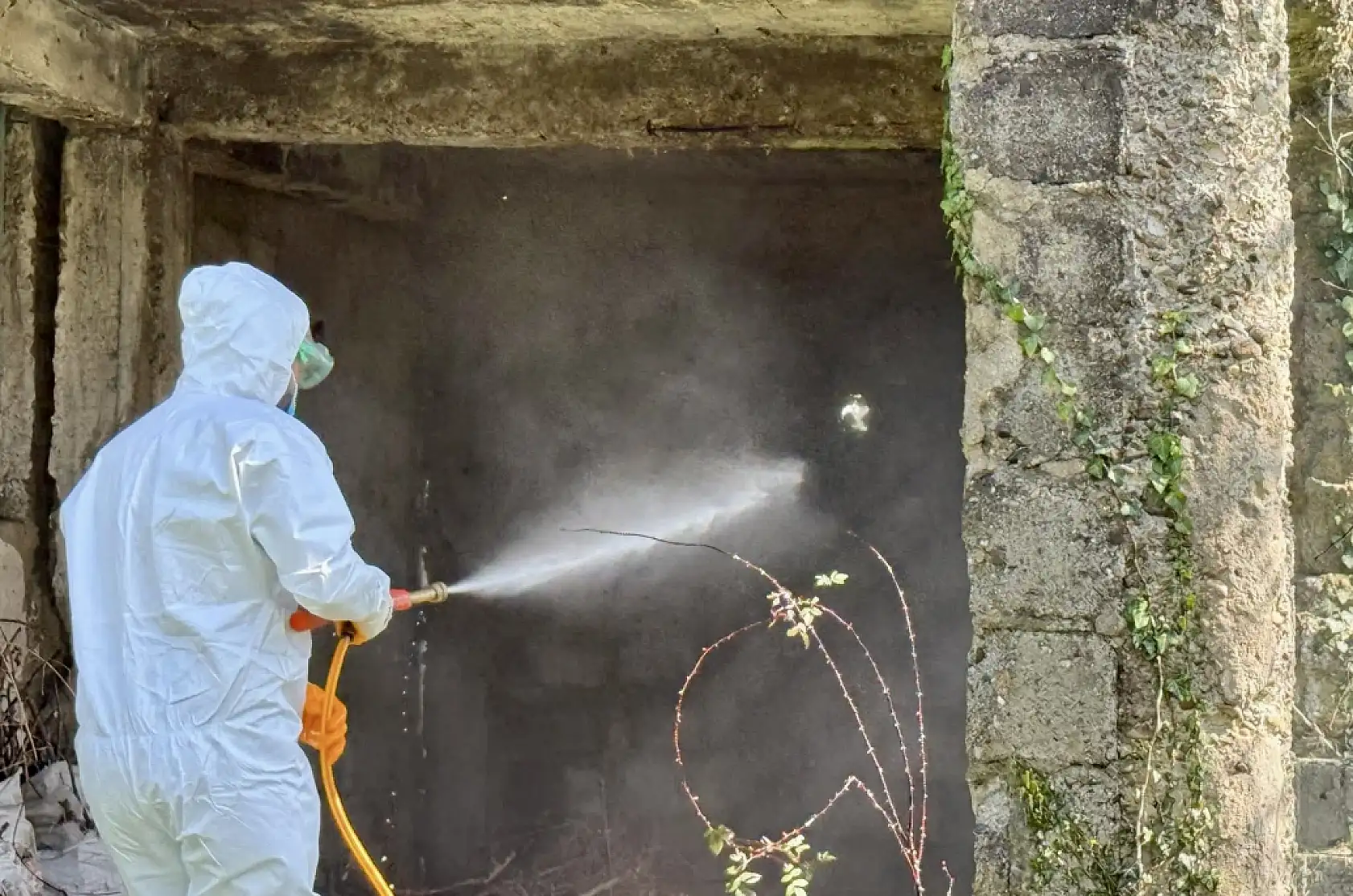 Kokarca neden coştu