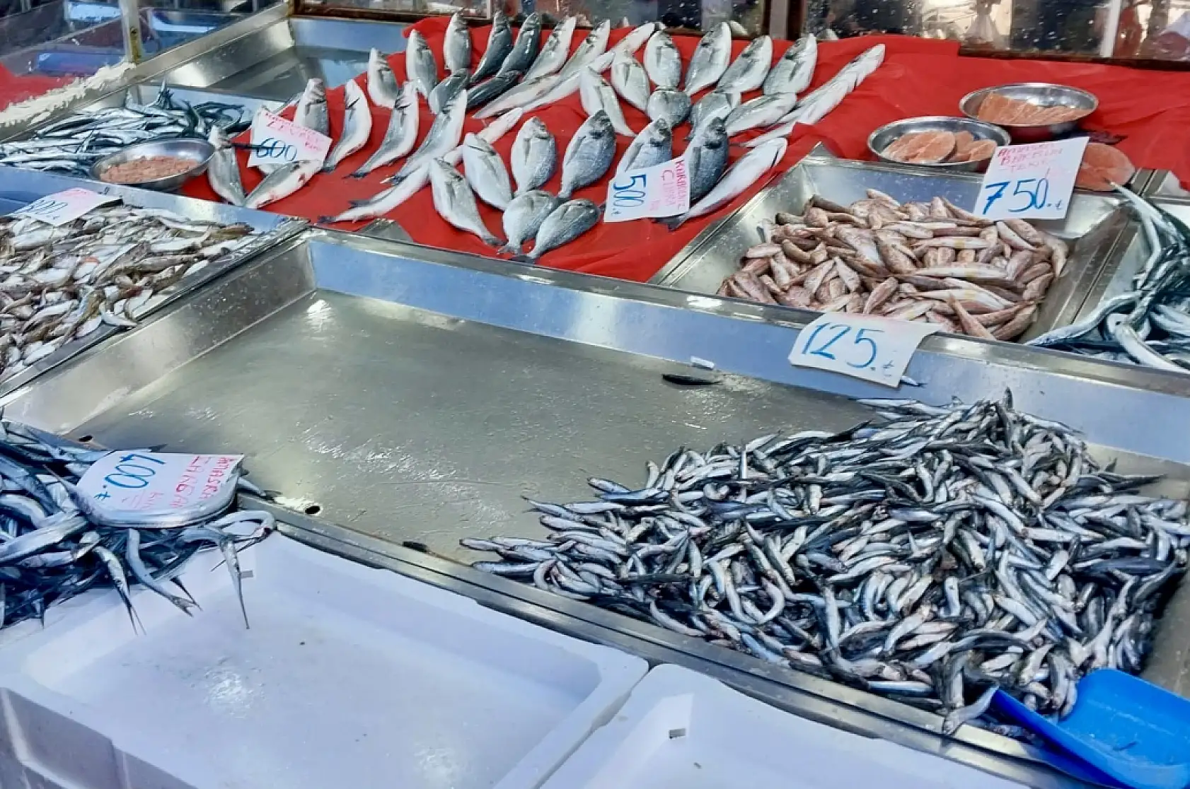 Tekir bugün çok farklı