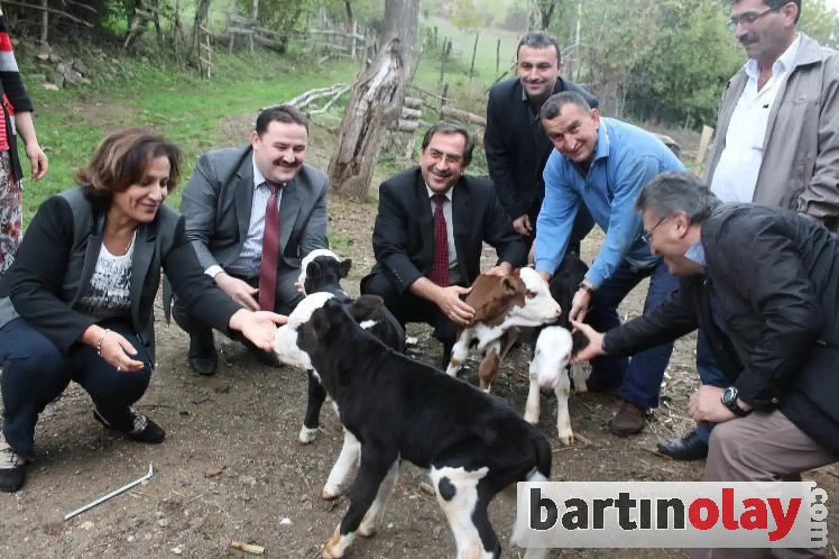 Bartın'da Bir İnek Dördüz Doğurdu