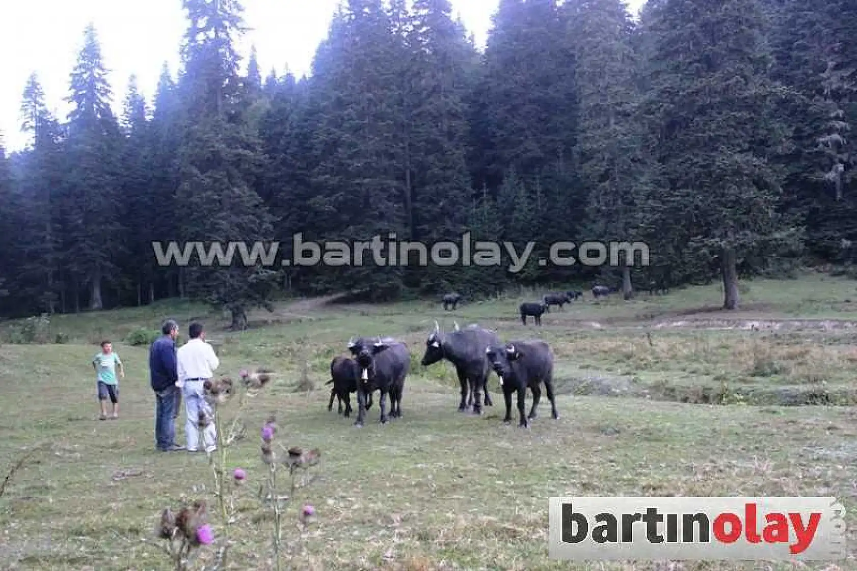 Manda yoğurdunun faydaları saymaka bitmiyor