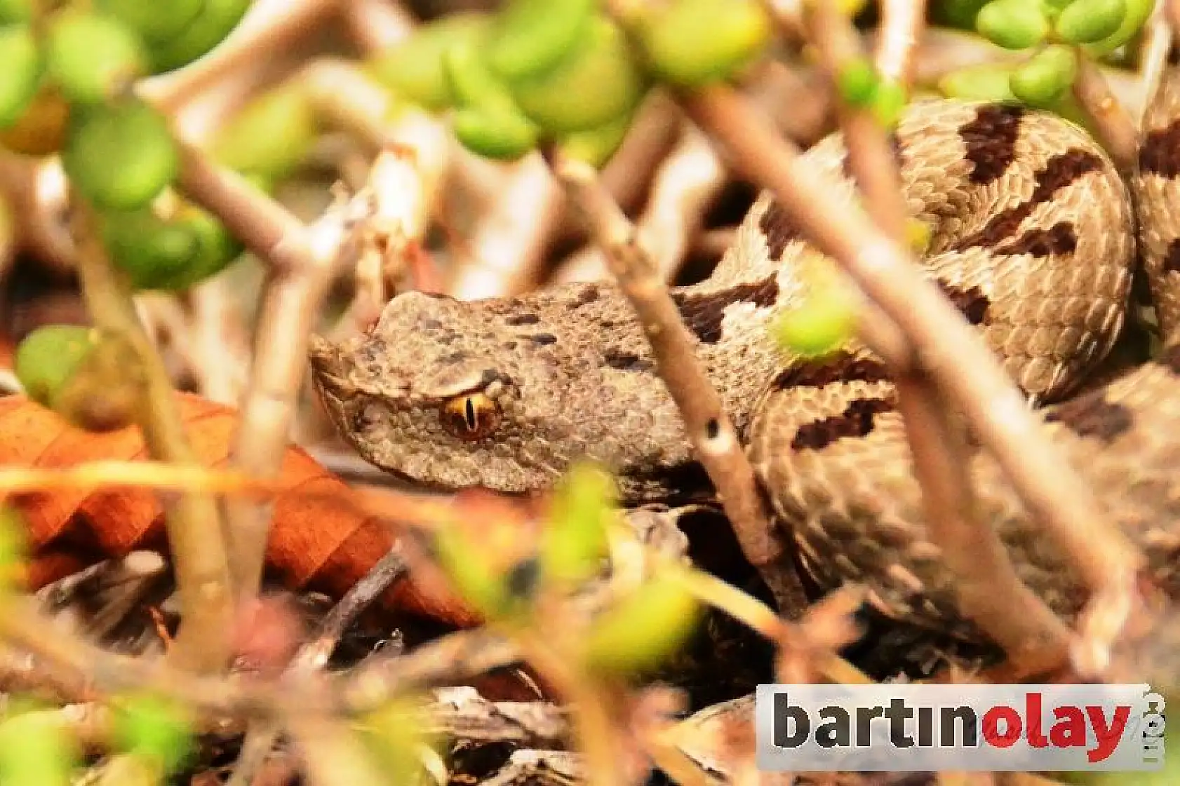 Bartın'da ilk kez görüntülendi