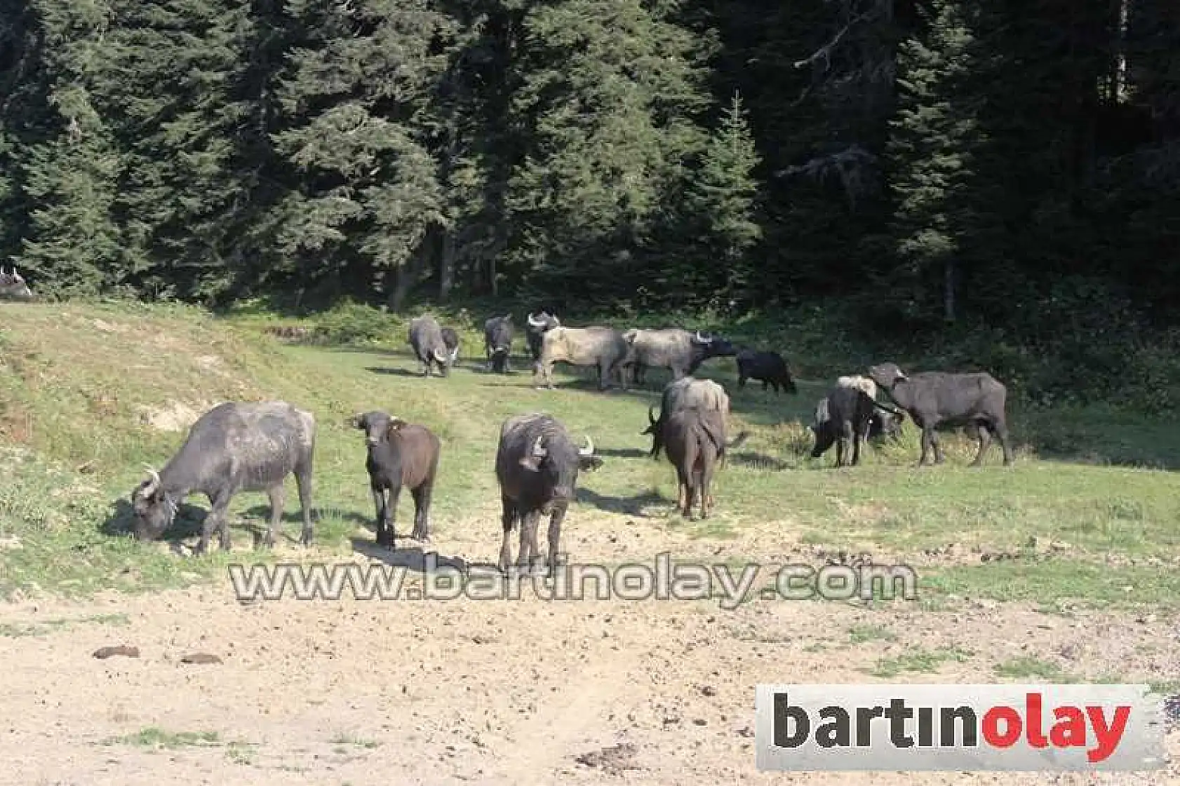 Manda yoğurdunun faydaları saymaka bitmiyor