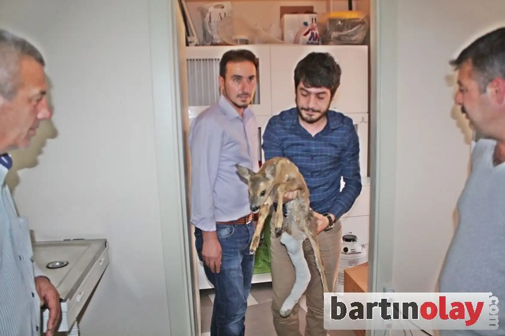 Yaralı Karaca Yavrusu, Koruma Altında