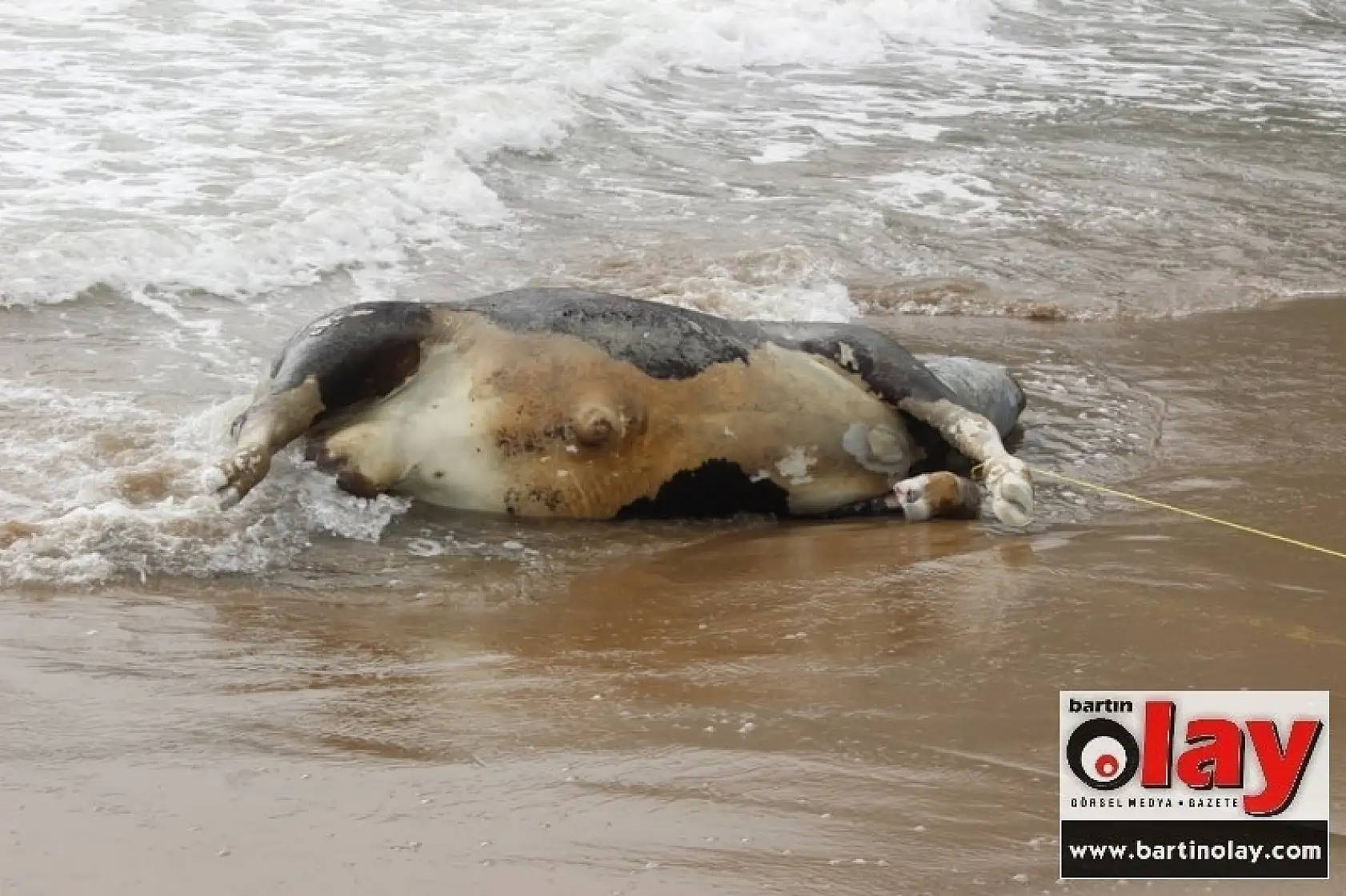 Denizden Dana Çıktı  