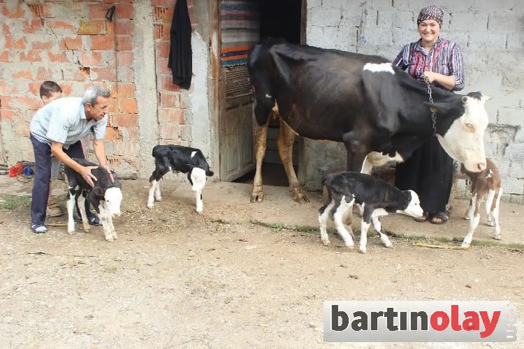 Bartın'da Bir İnek Dördüz Doğurdu