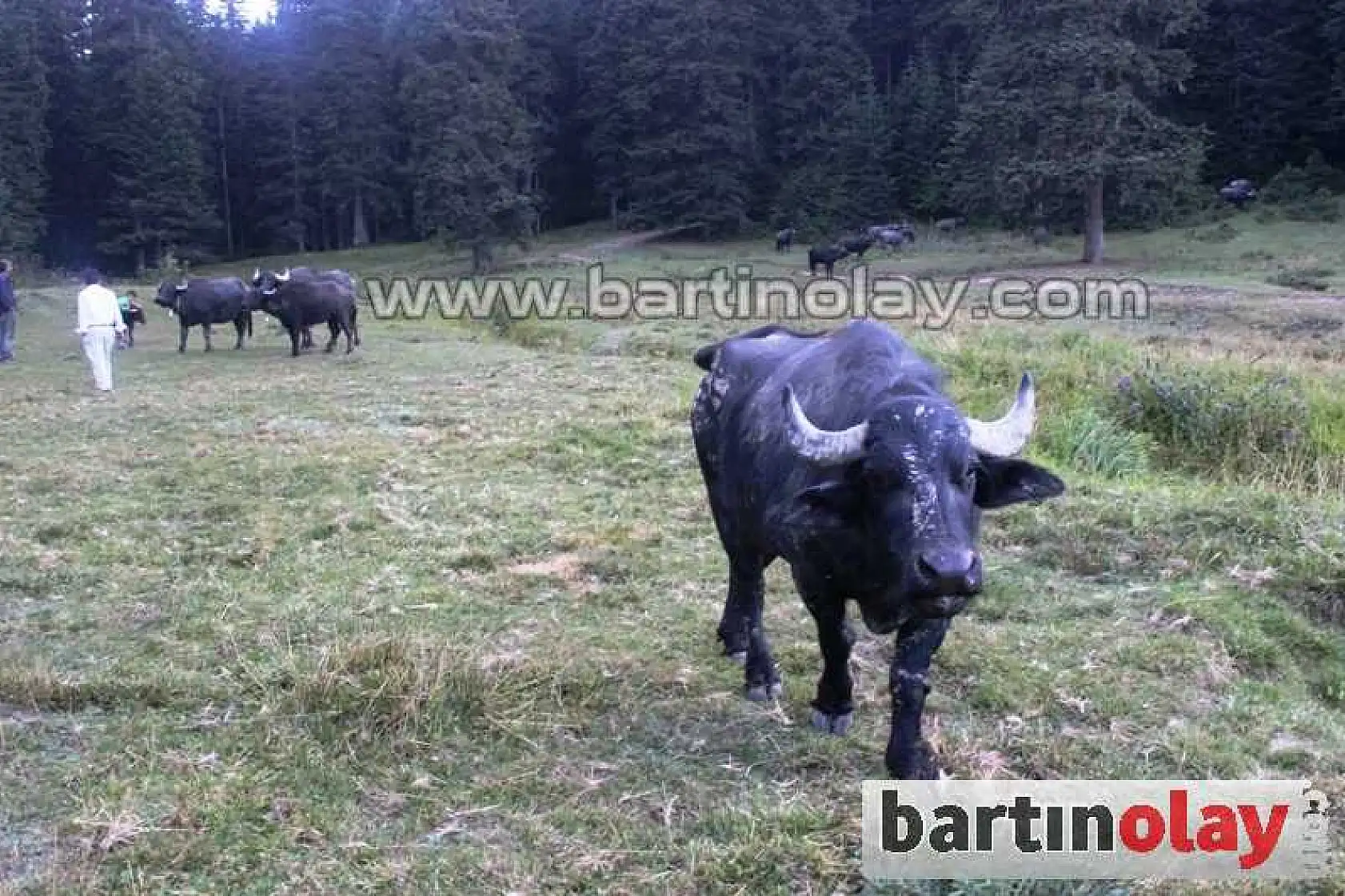 Manda yoğurdunun faydaları saymaka bitmiyor