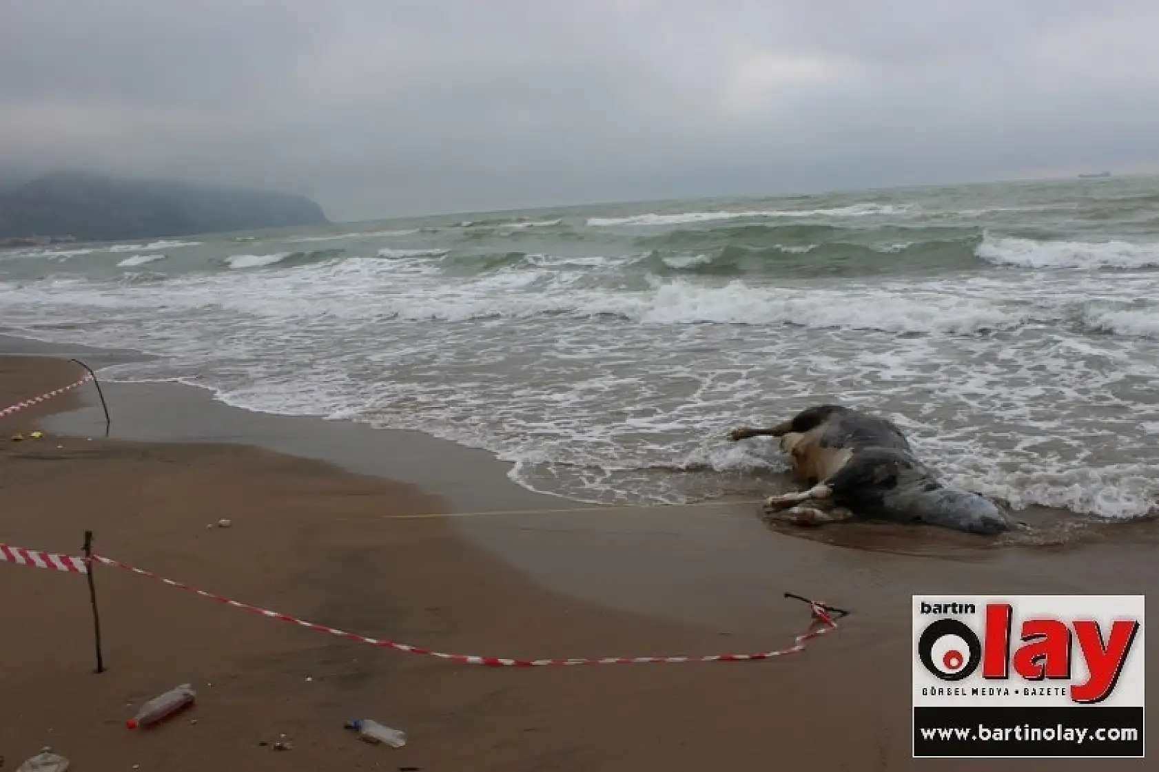 Denizden Dana Çıktı  