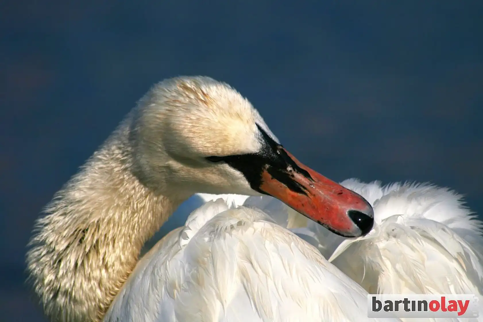 Amasra'nın yeni misafirleri kuğular oldu