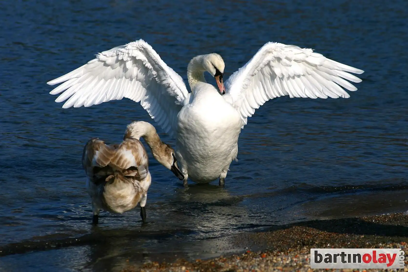 Amasra'nın yeni misafirleri kuğular oldu