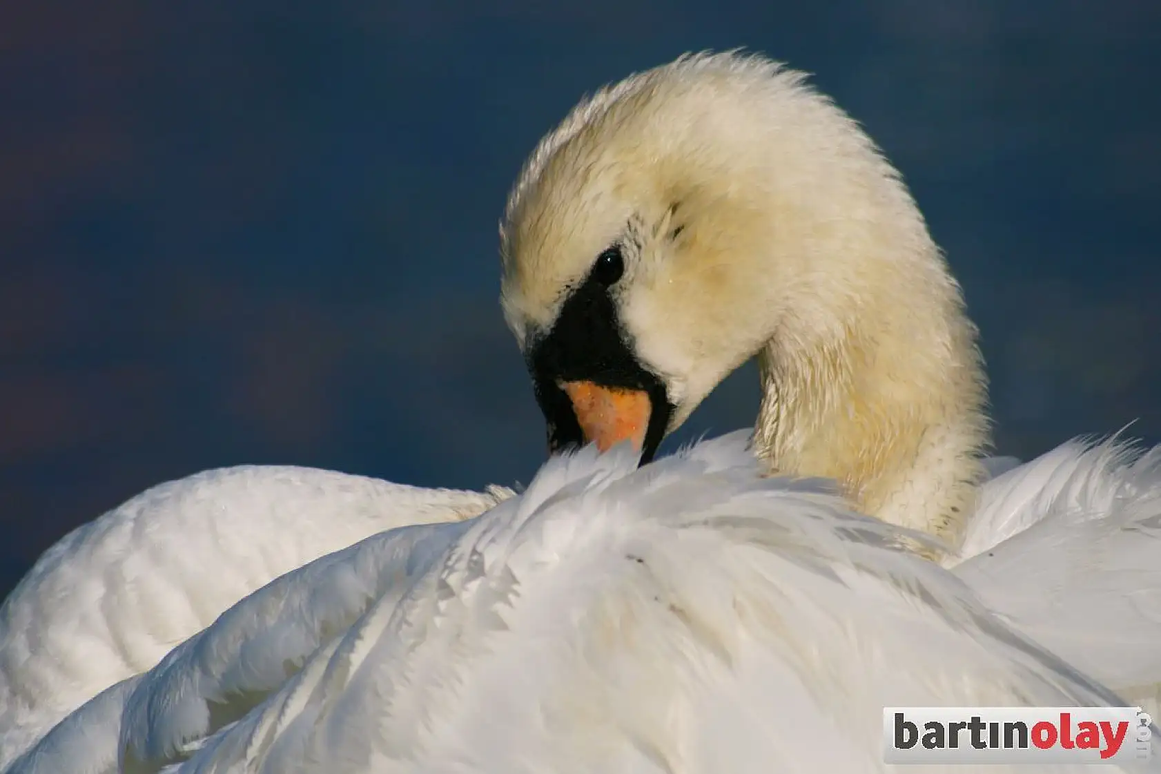 Amasra'nın yeni misafirleri kuğular oldu