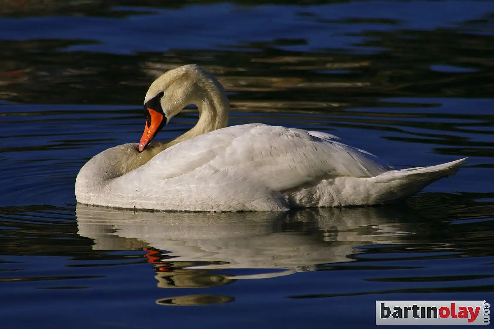 Amasra'nın yeni misafirleri kuğular oldu