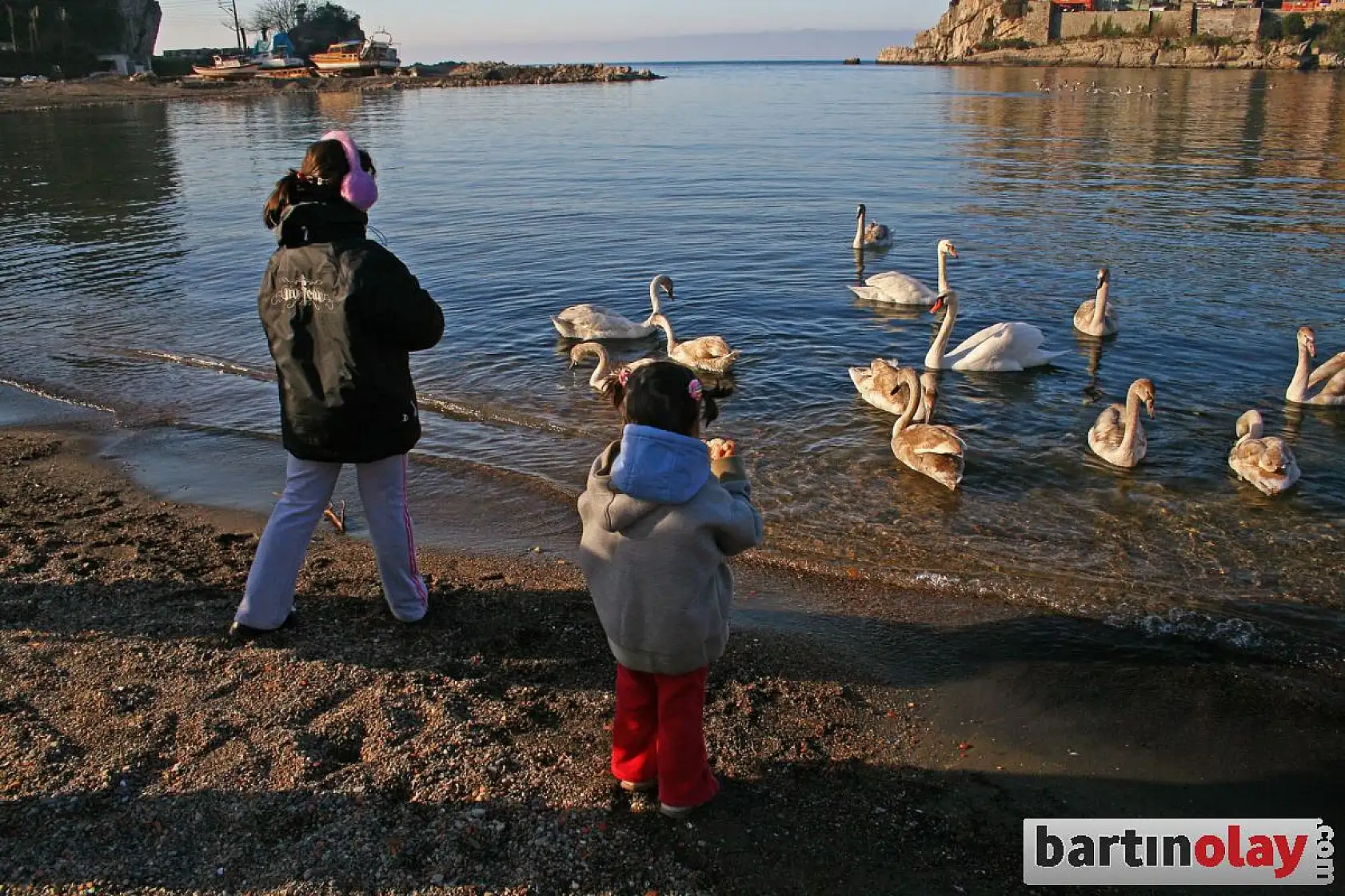Amasra'nın yeni misafirleri kuğular oldu