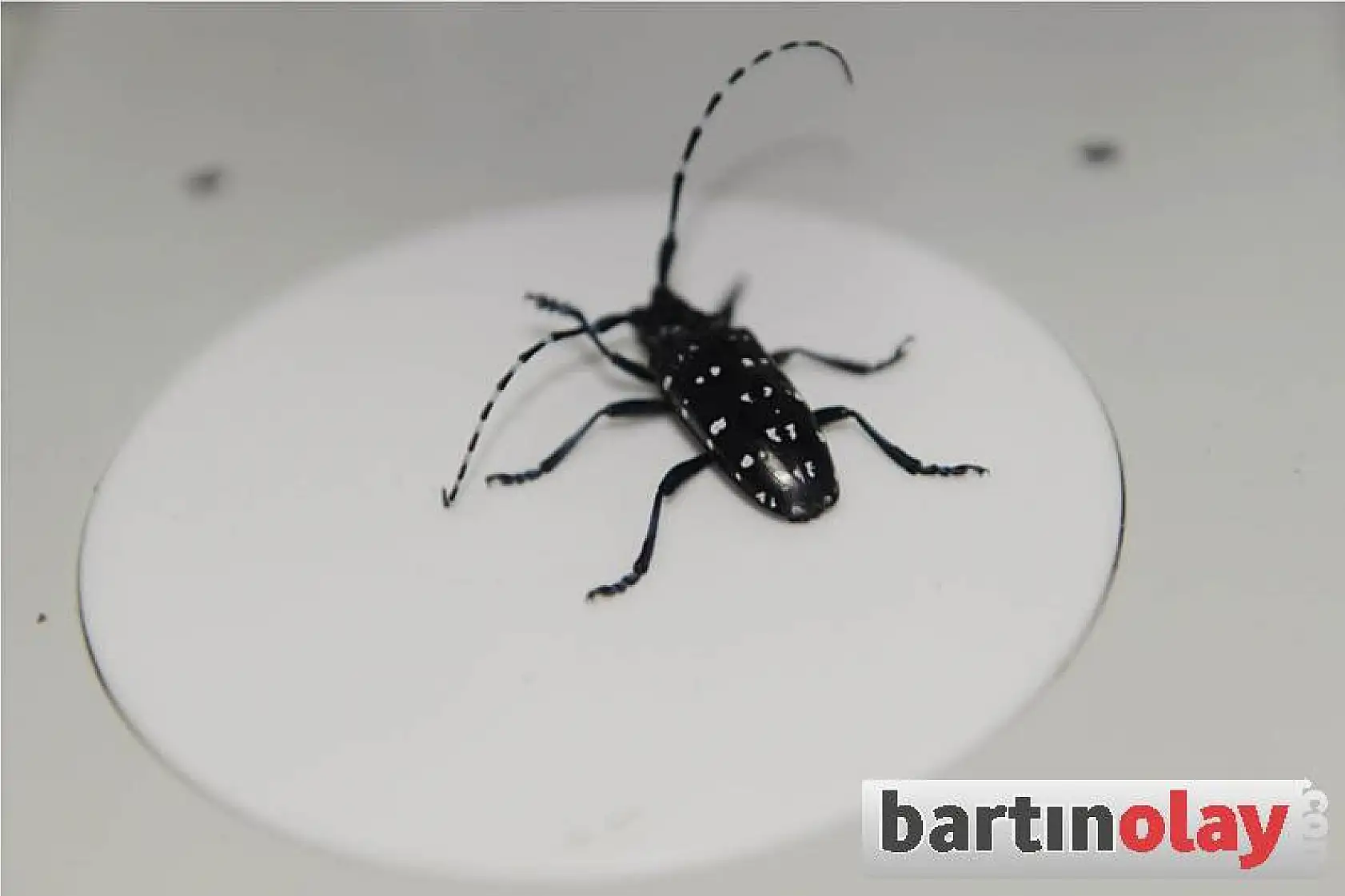 Canavar böcek Bartın'da 