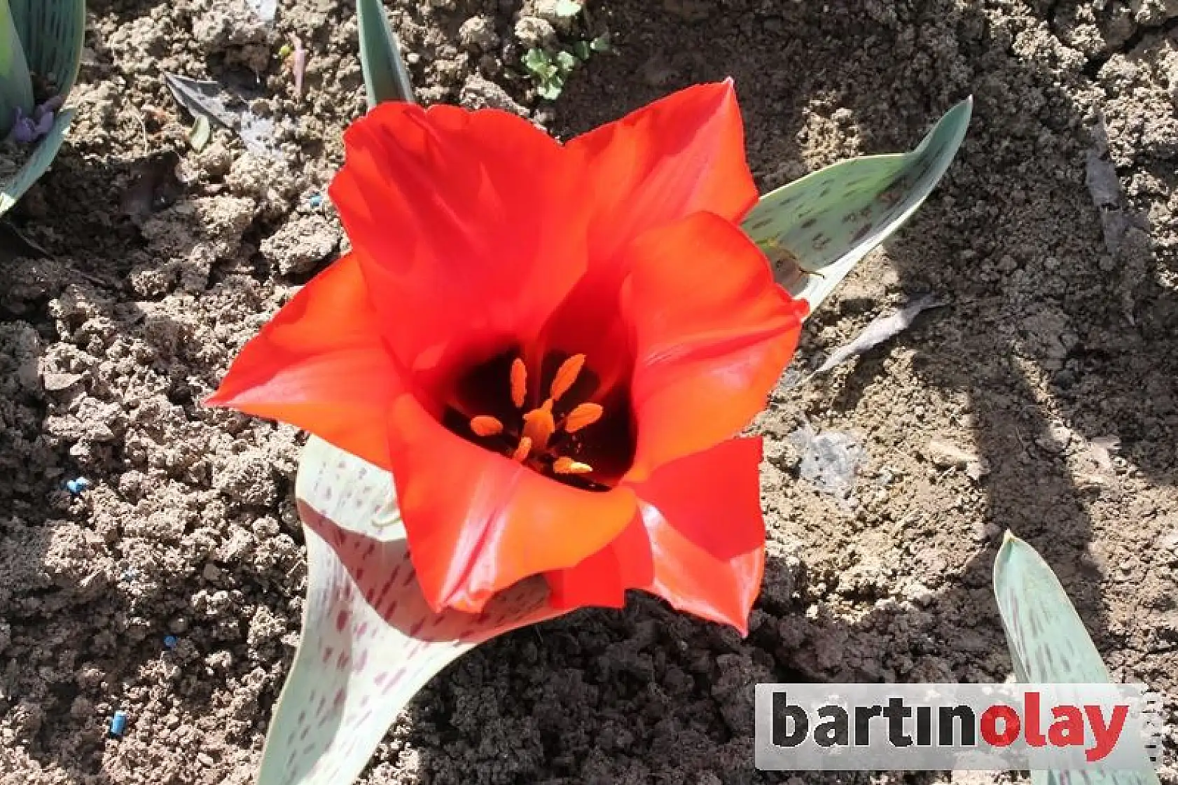 Bartın'da Lale Soğanı Üretimi başladı