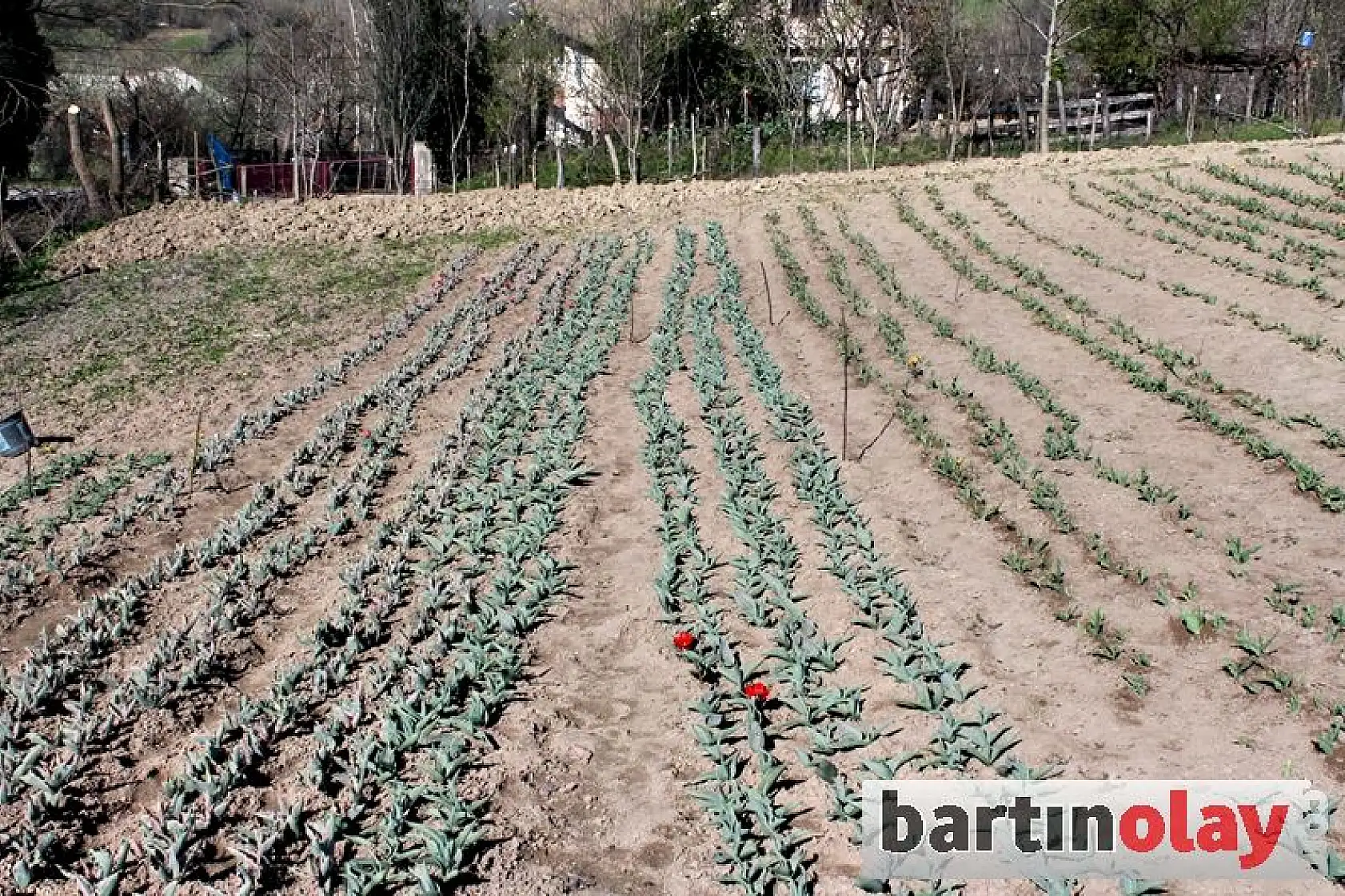 Bartın'da Lale Soğanı Üretimi başladı