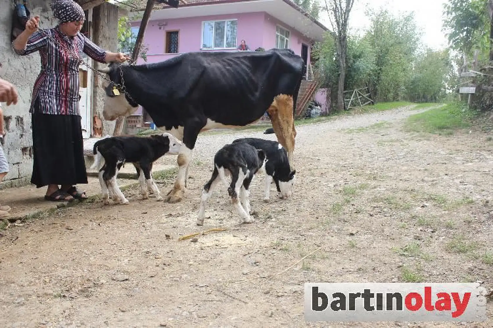 Bartın'da Bir İnek Dördüz Doğurdu