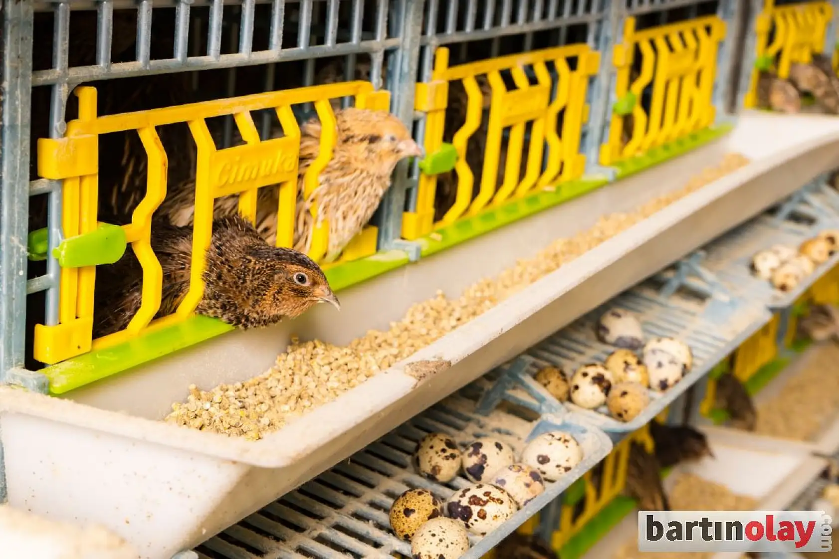 Çayır arı ve bıldırcın çiftliği