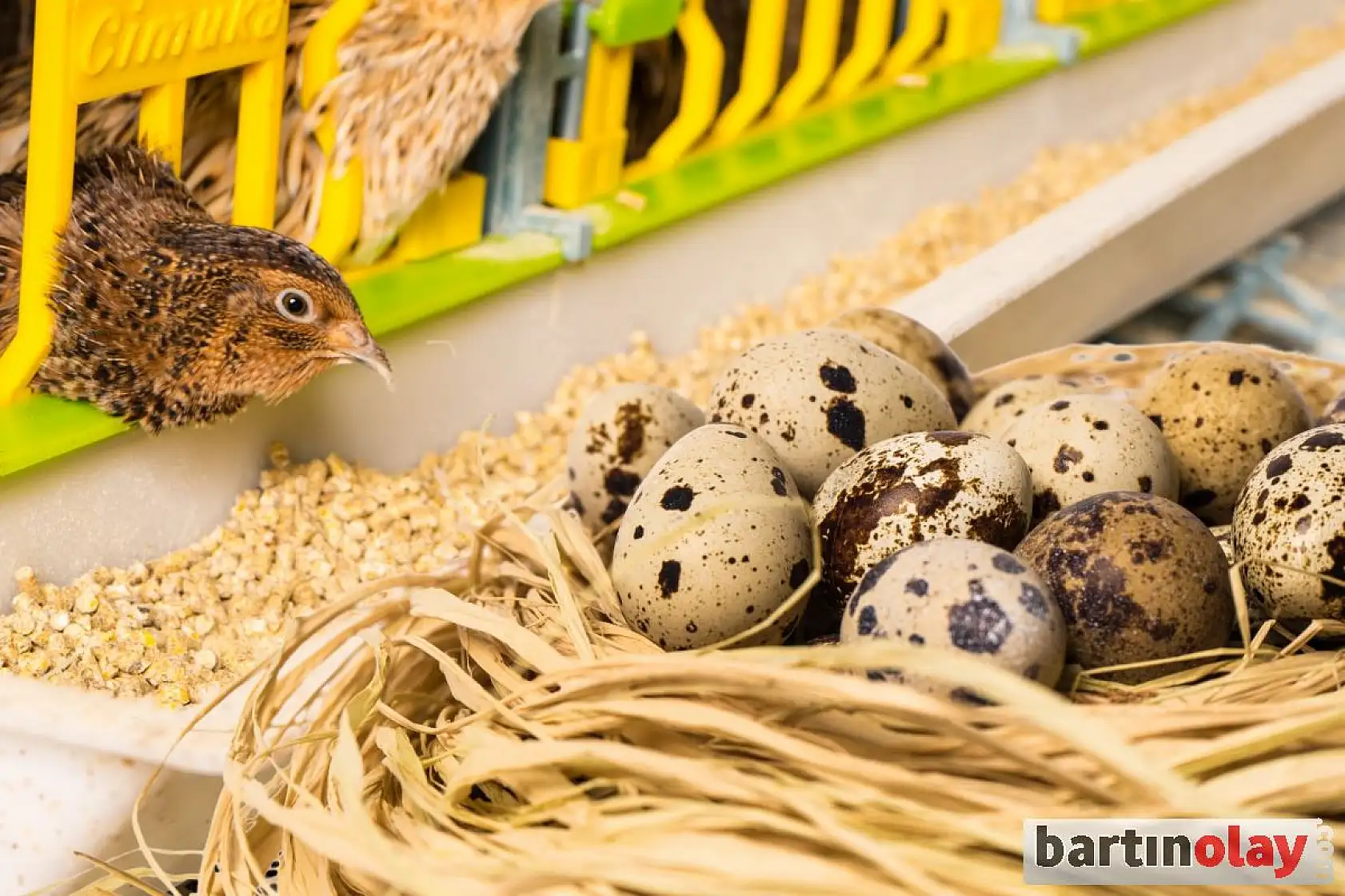 Çayır arı ve bıldırcın çiftliği