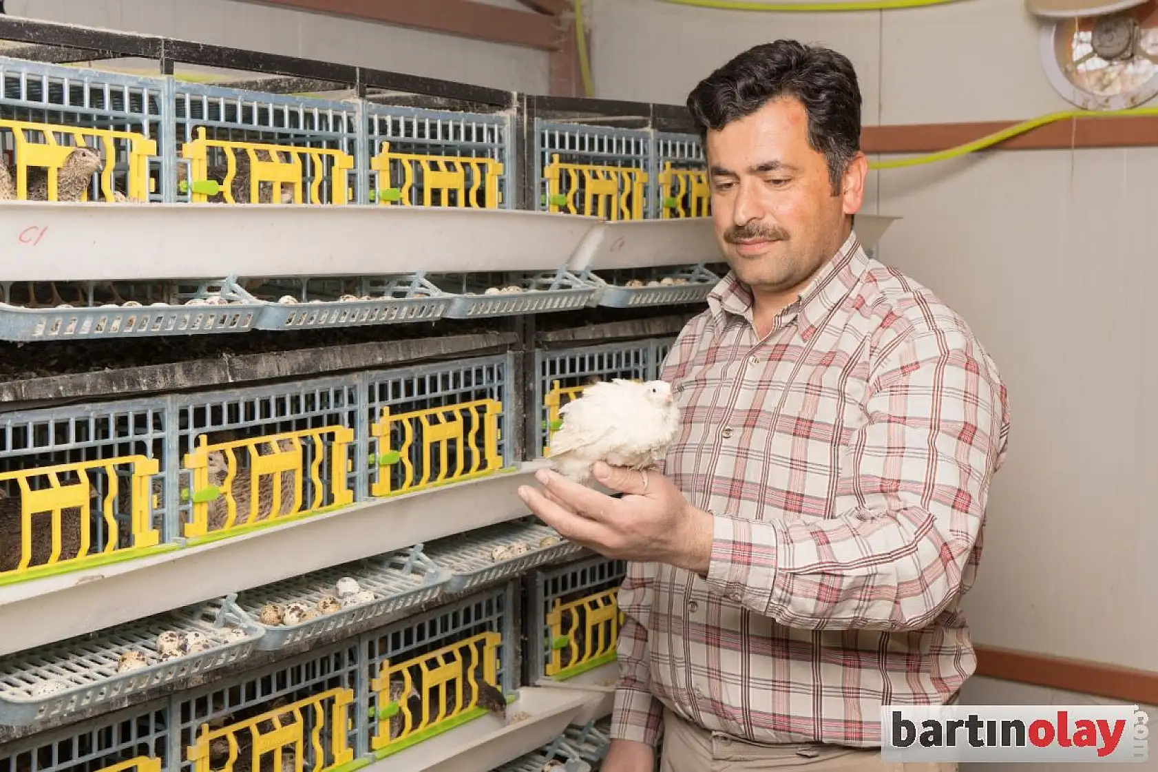 Çayır arı ve bıldırcın çiftliği