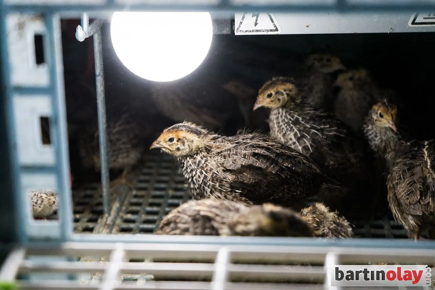 Çayır arı ve bıldırcın çiftliği