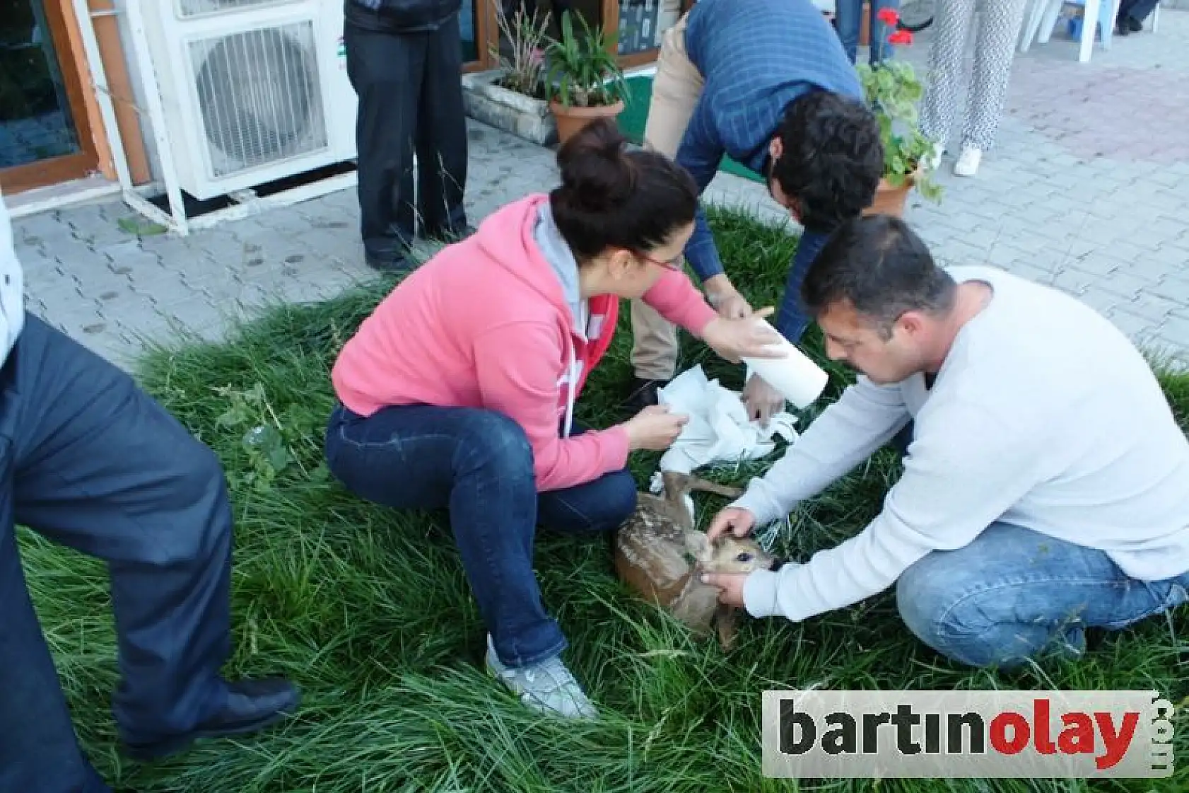 Yaralı Karaca Yavrusu, Koruma Altında