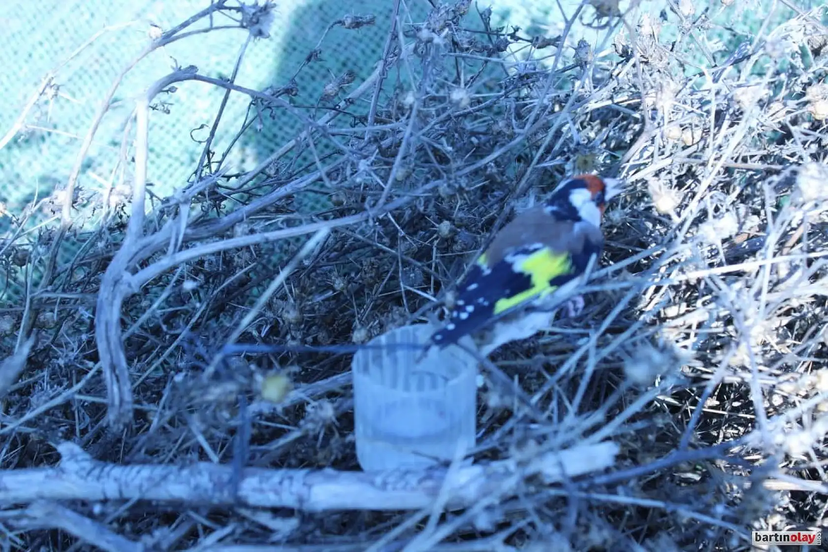 Düzenekle saka kuşu avına ceza yağdı