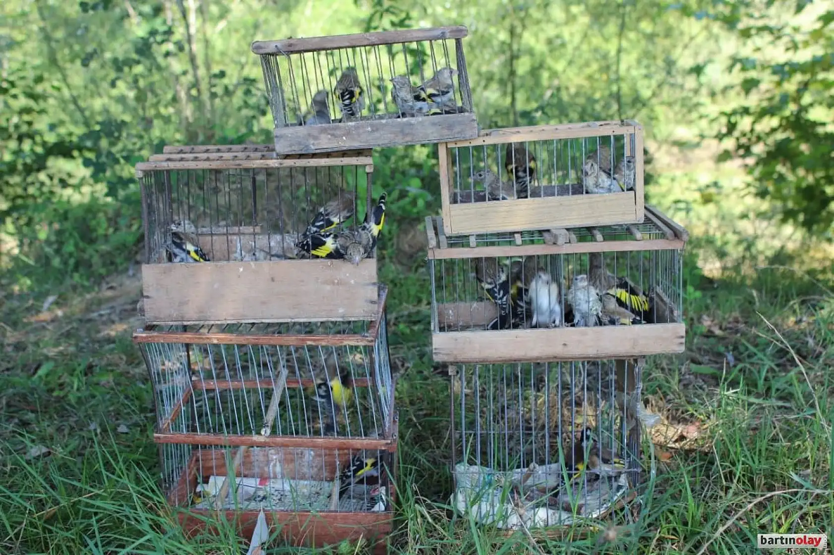 Düzenekle saka kuşu avına ceza yağdı
