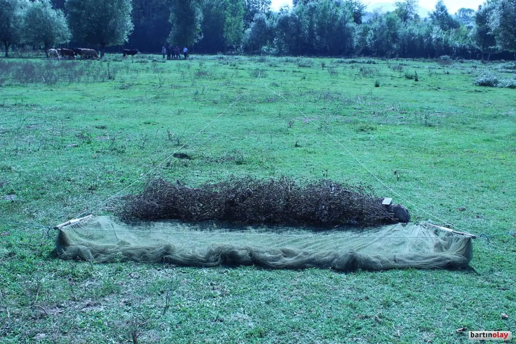 Düzenekle saka kuşu avına ceza yağdı