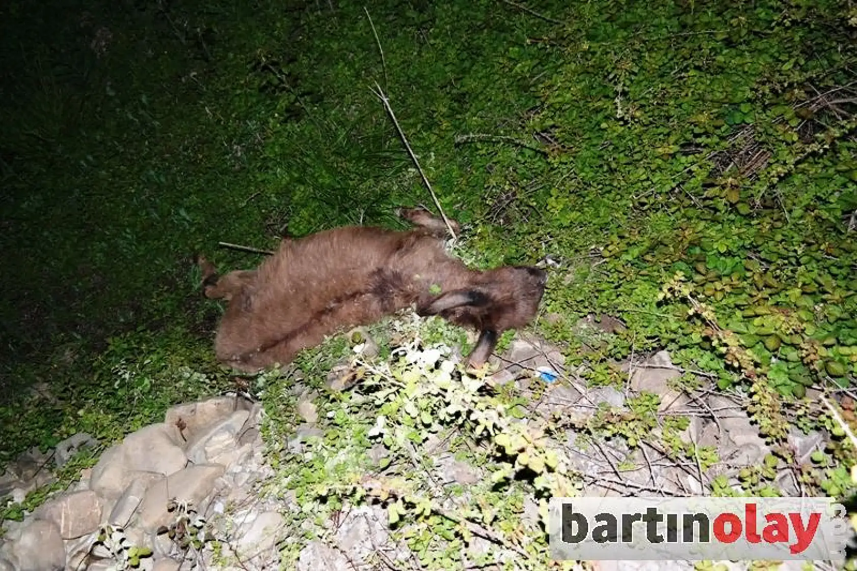Eşeklere çarpan otomobil  takla attı, 2 yaralı