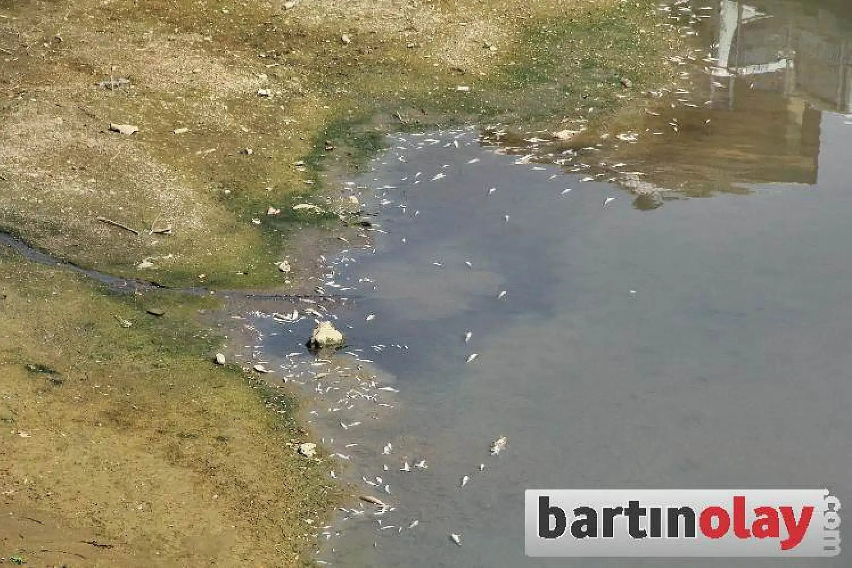 Bartın ırmağında toplu balık ölümleri