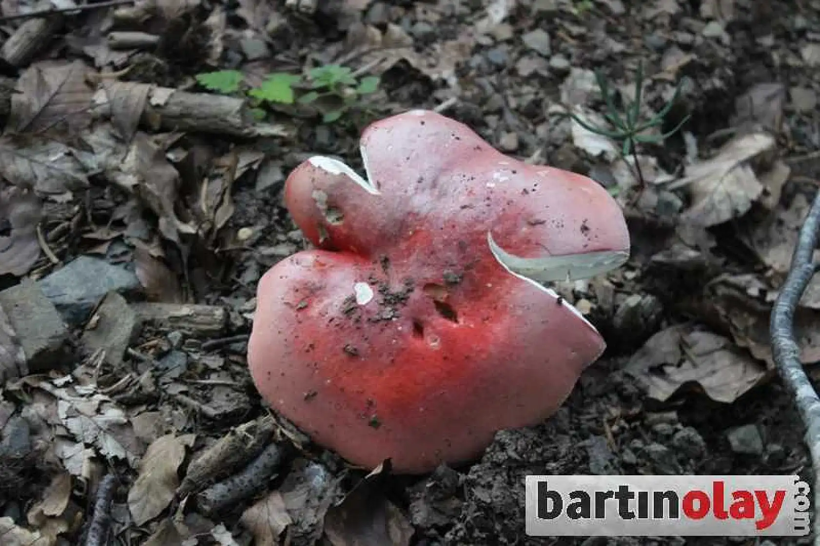 BARTIN'DA MANTAR BOLLUĞU