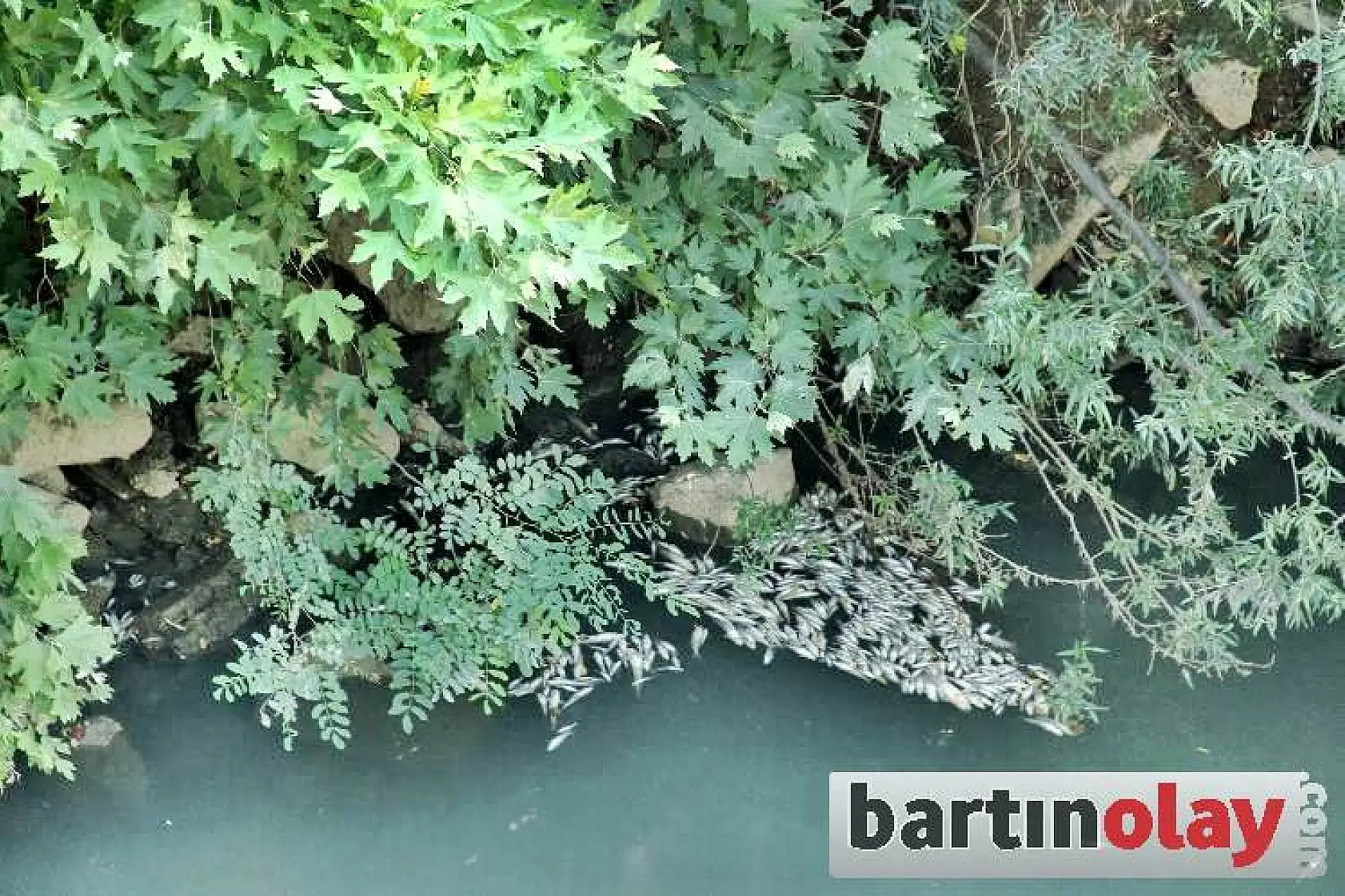 Bartın ırmağında toplu balık ölümleri