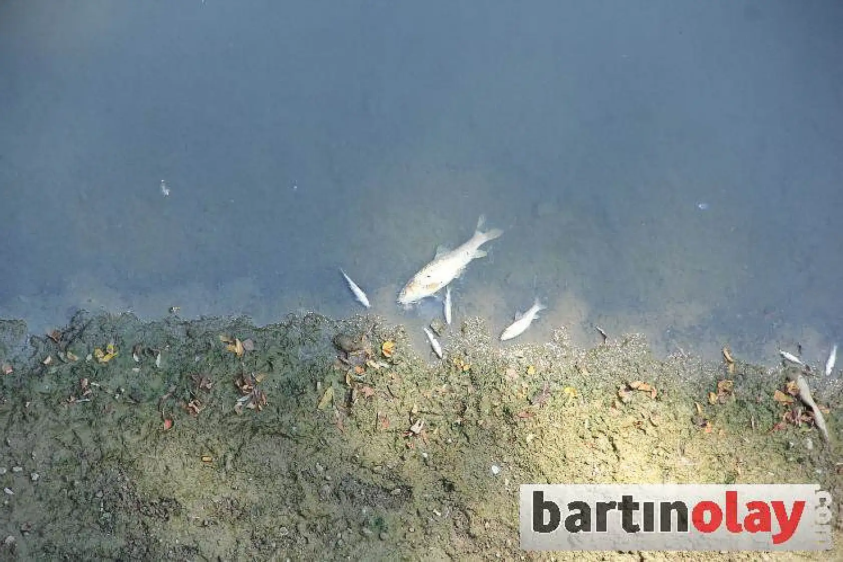 Bartın ırmağında toplu balık ölümleri
