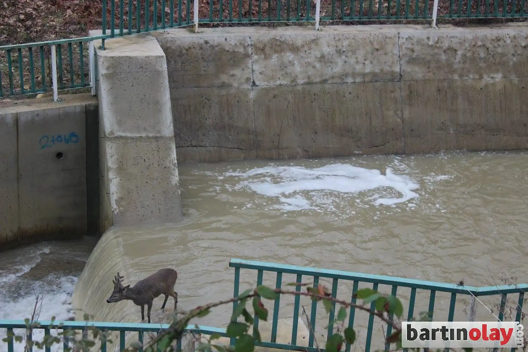 Kanalda mahsur kalan karaca kurtarıldı