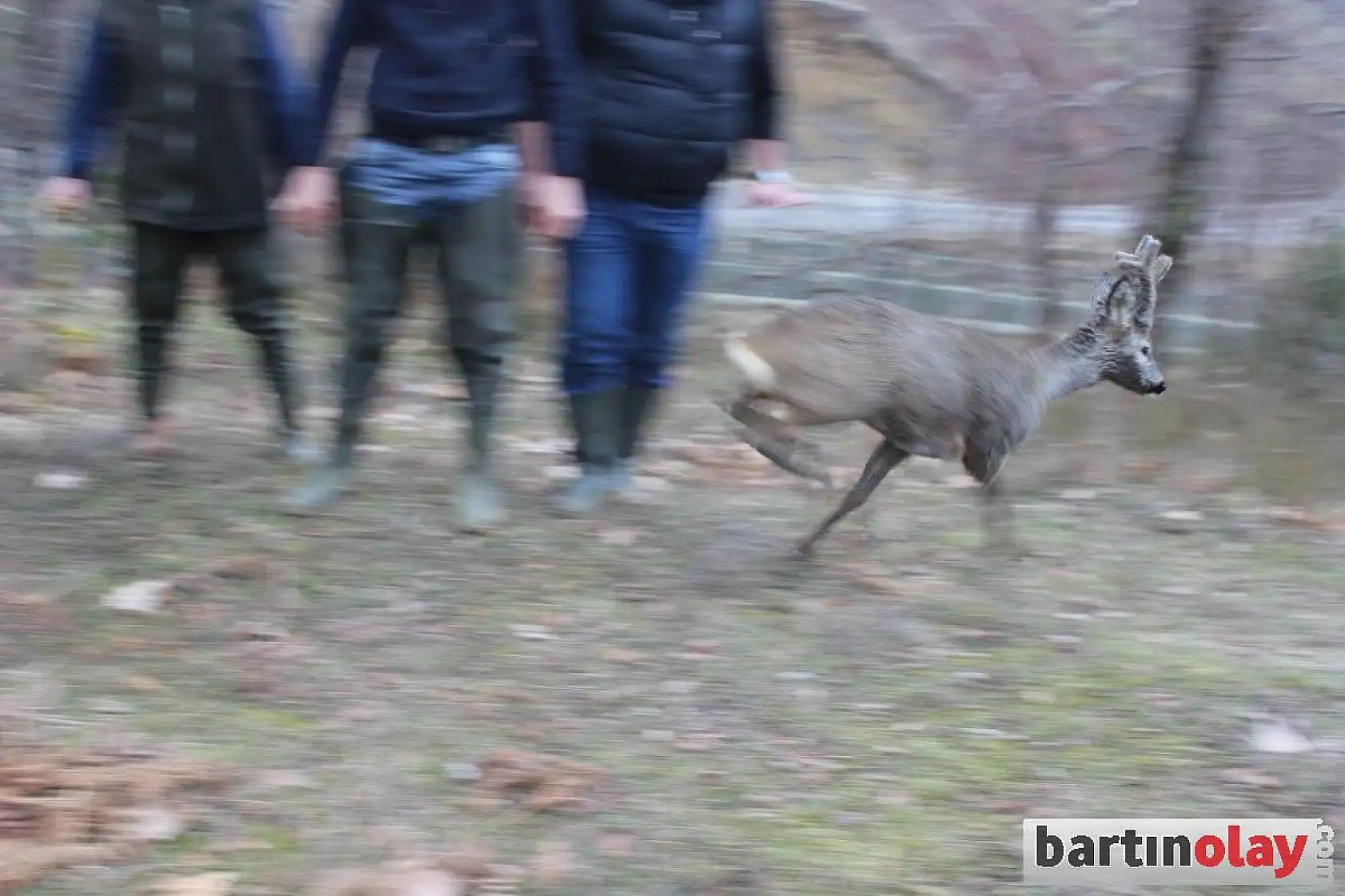Kanalda mahsur kalan karaca kurtarıldı