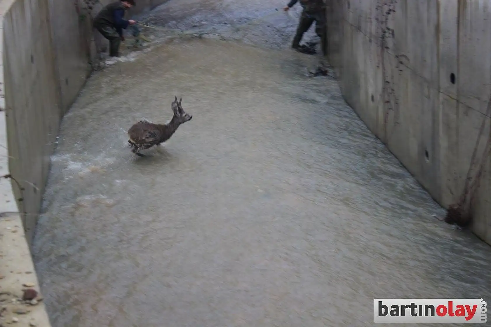 Kanalda mahsur kalan karaca kurtarıldı