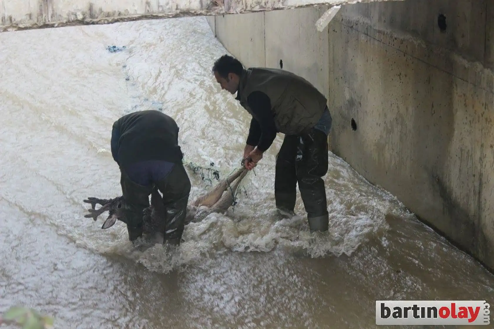 Kanalda mahsur kalan karaca kurtarıldı