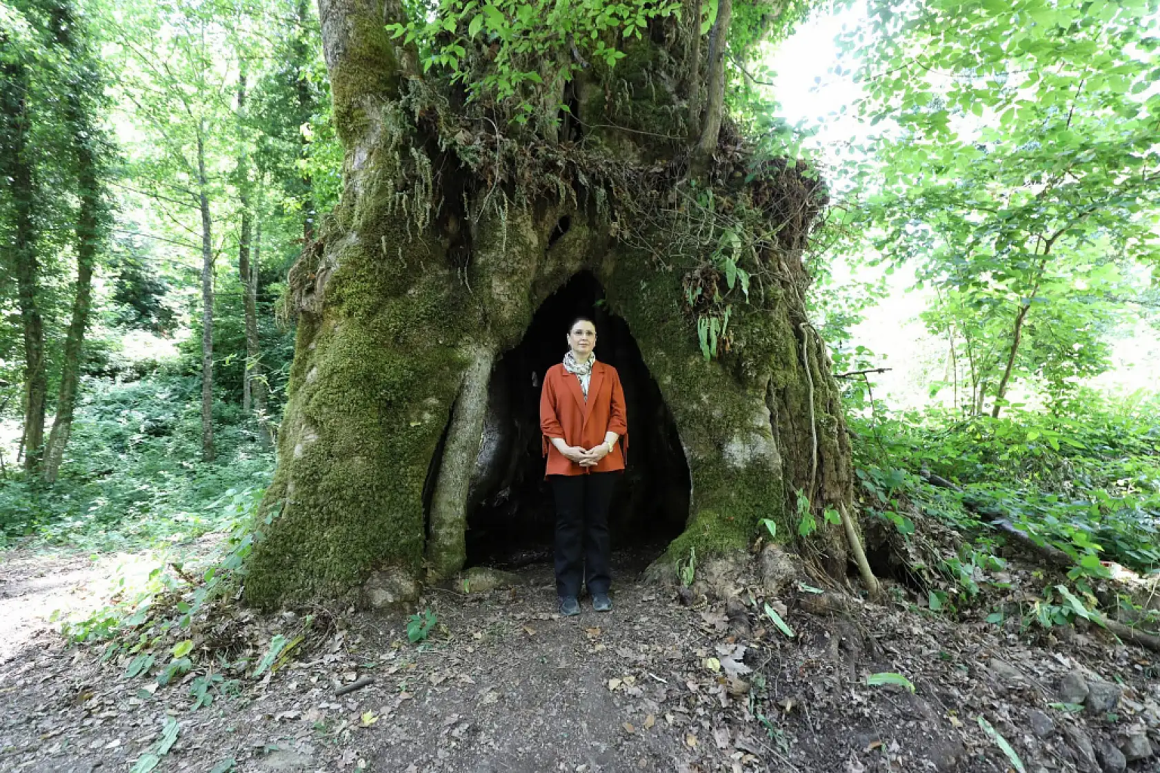 Çınar ağacının yaşı ortaya çıktı