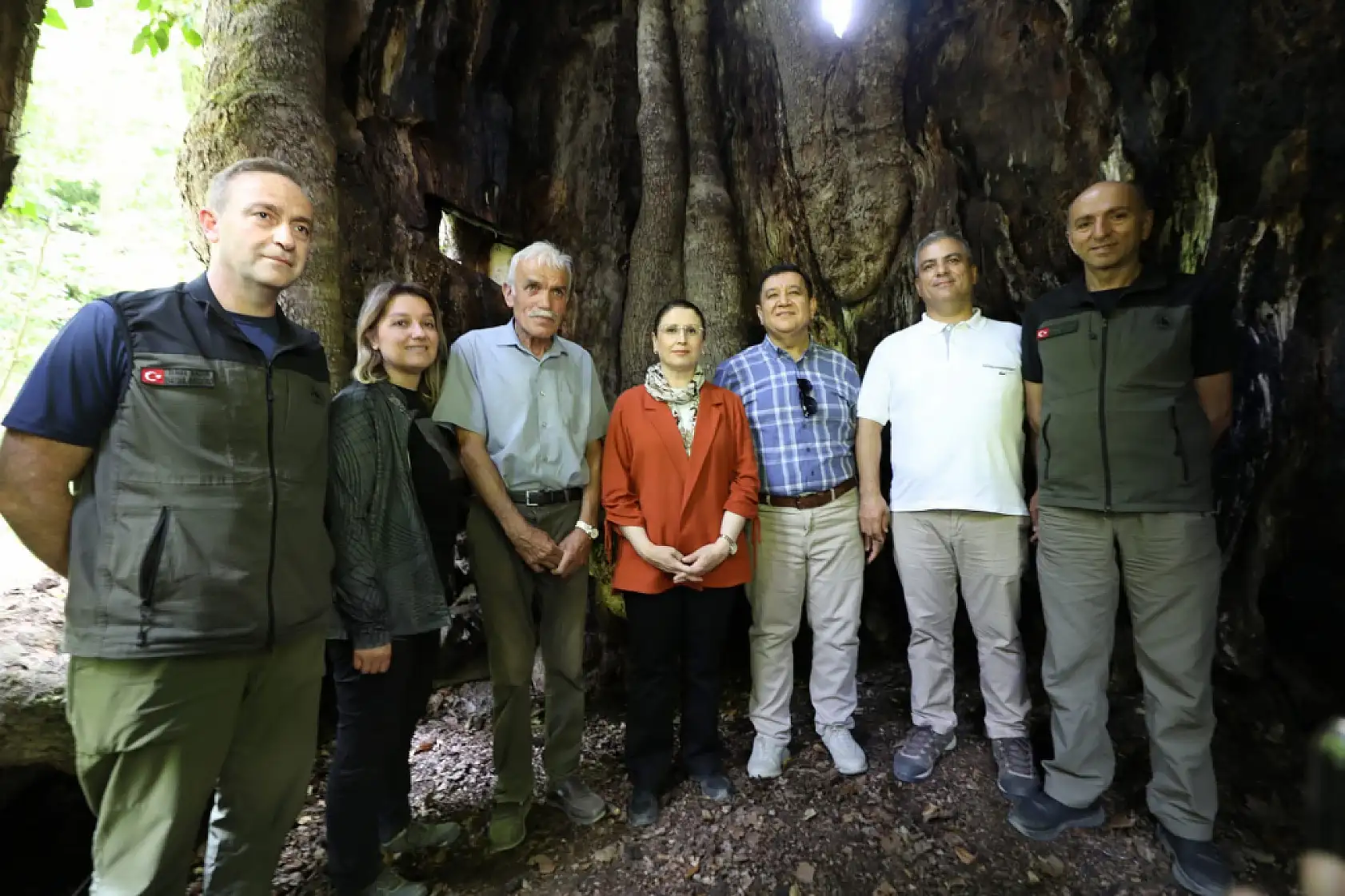 Çınar ağacının yaşı ortaya çıktı
