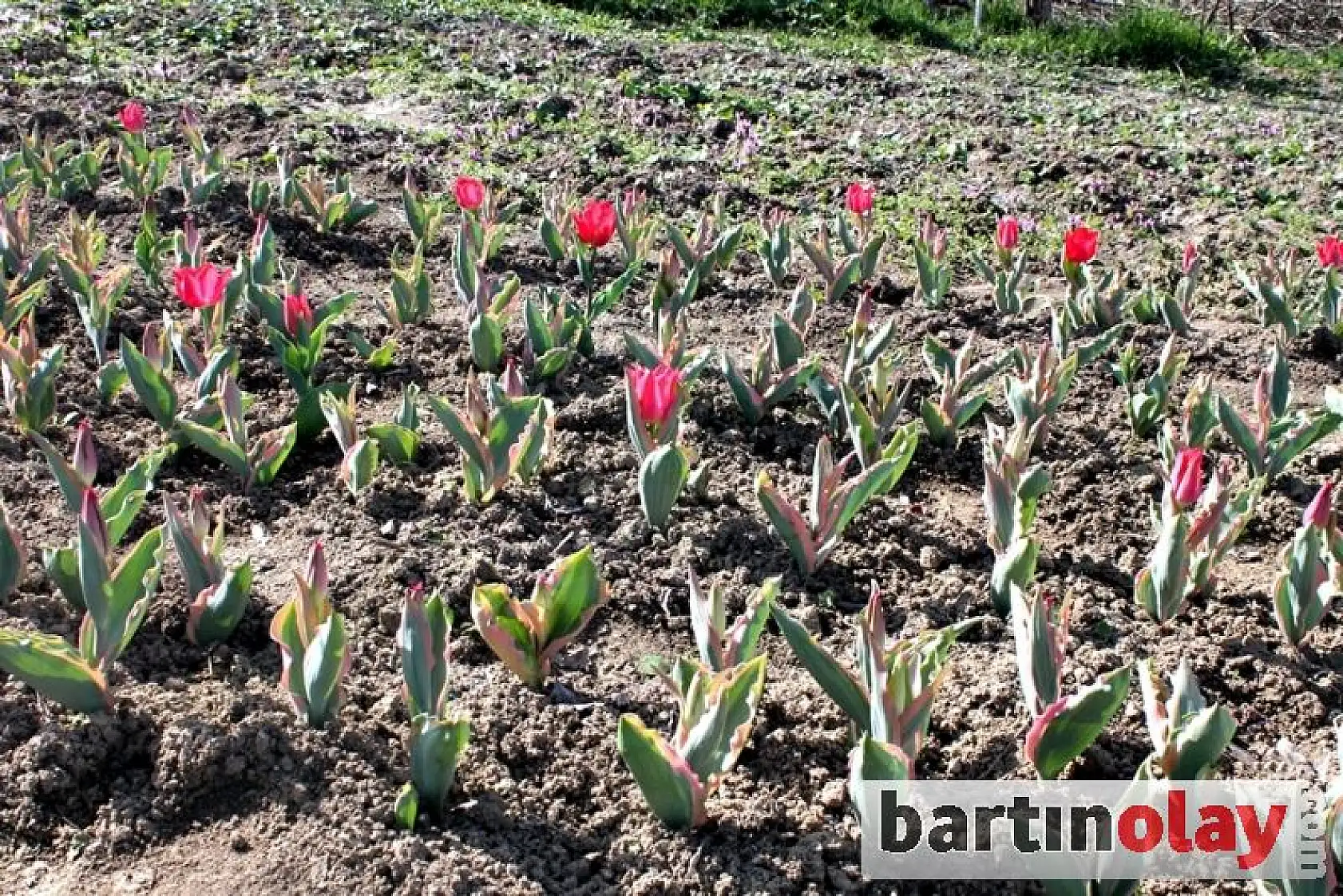 Bartın'da Lale Soğanı Üretimi başladı