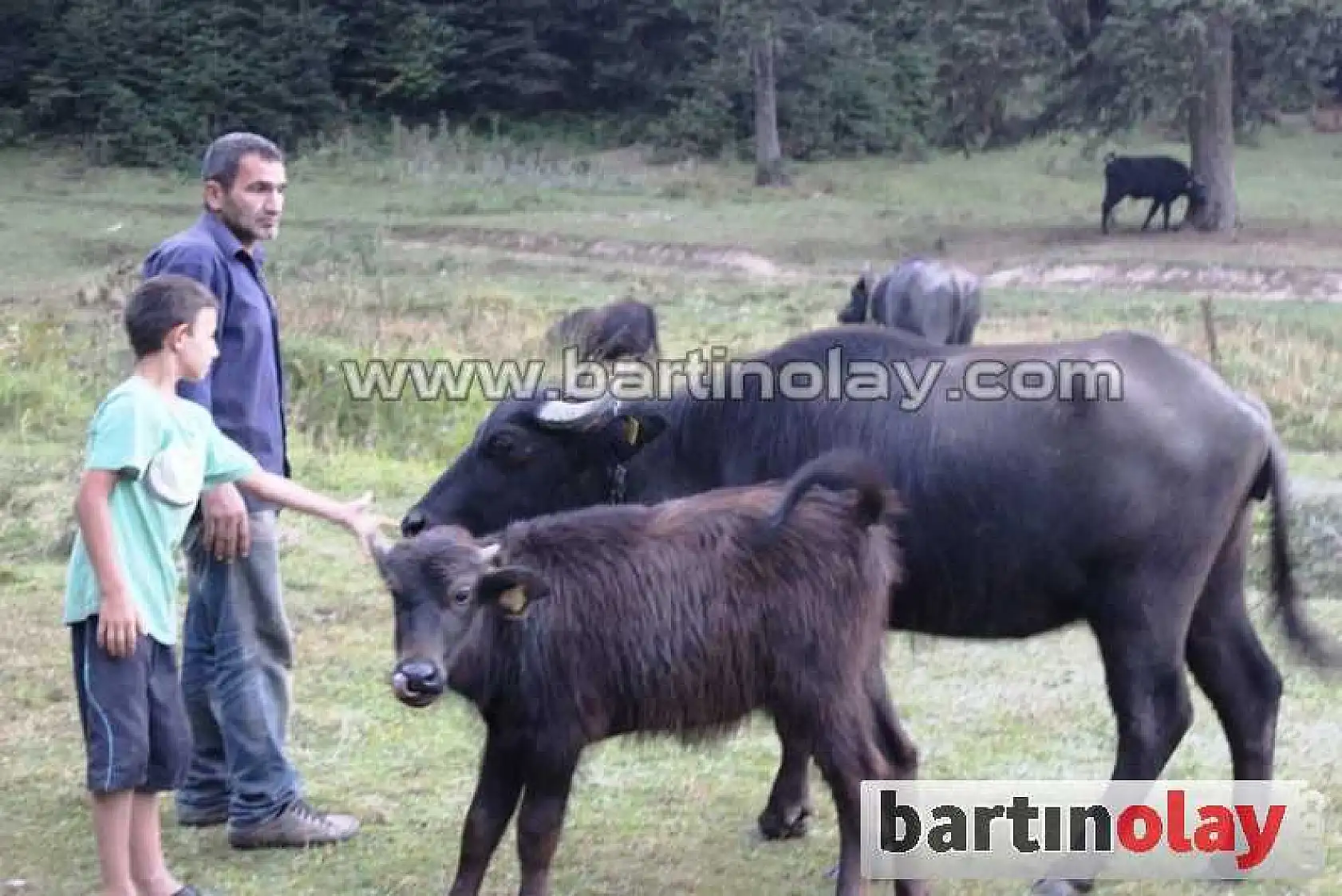 Manda yoğurdunun faydaları saymaka bitmiyor