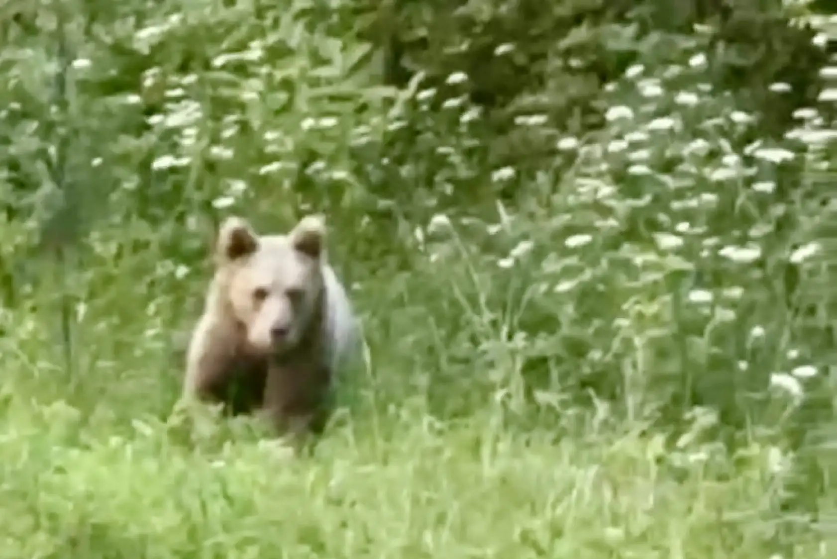 Bozayı bahçeye daldı