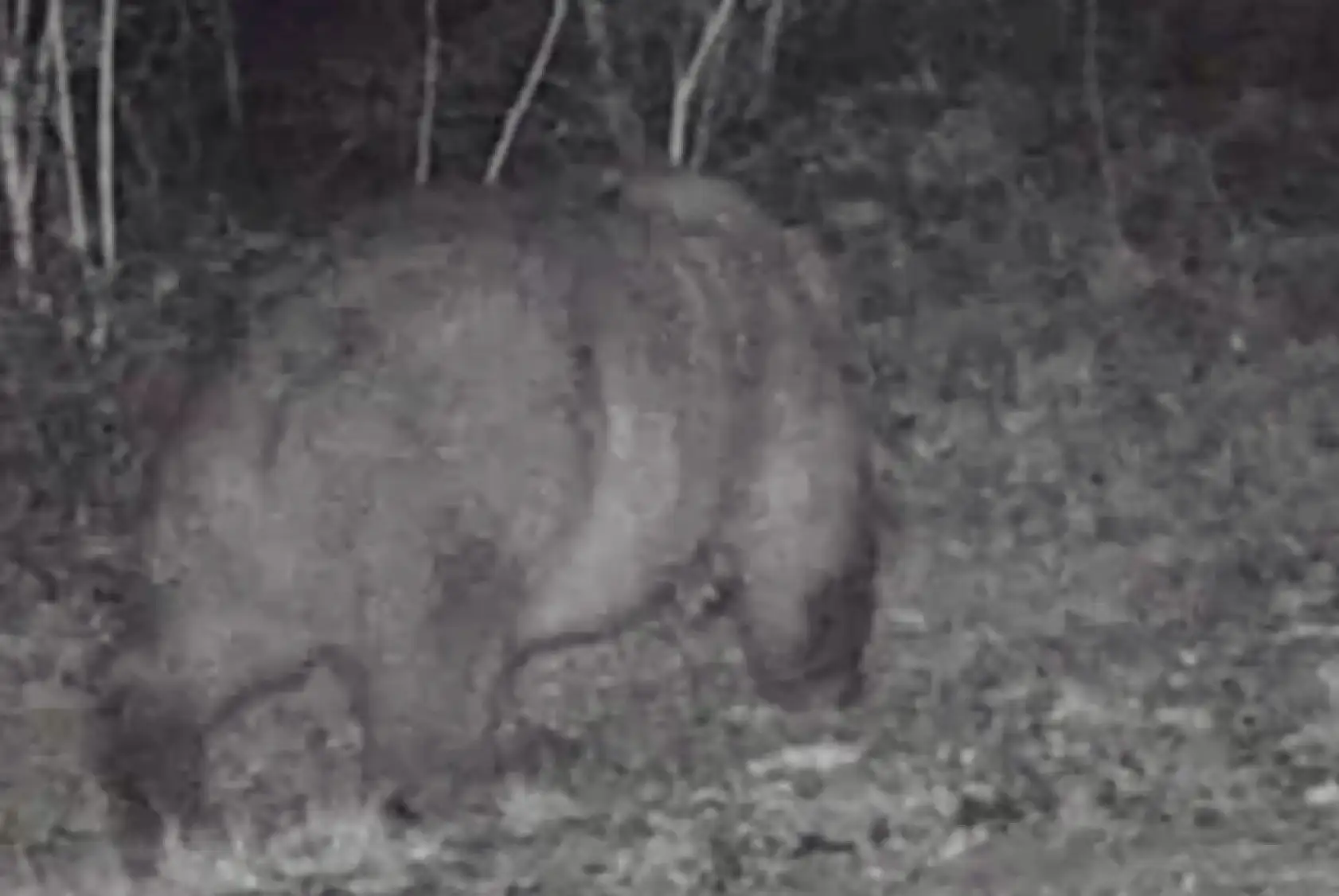 Fotokapanda ilginç görüntü