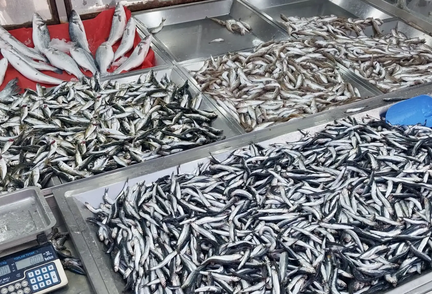 Balık bollaşıyor, fiyatı düşüyor