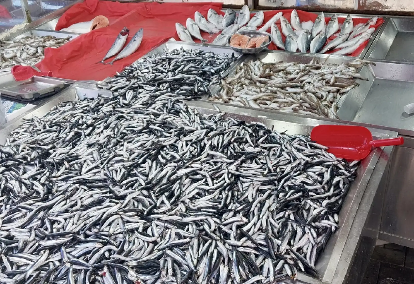 Hamsi yine fırladı