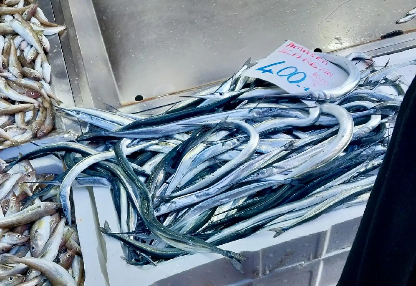 Tekir bugün çok farklı