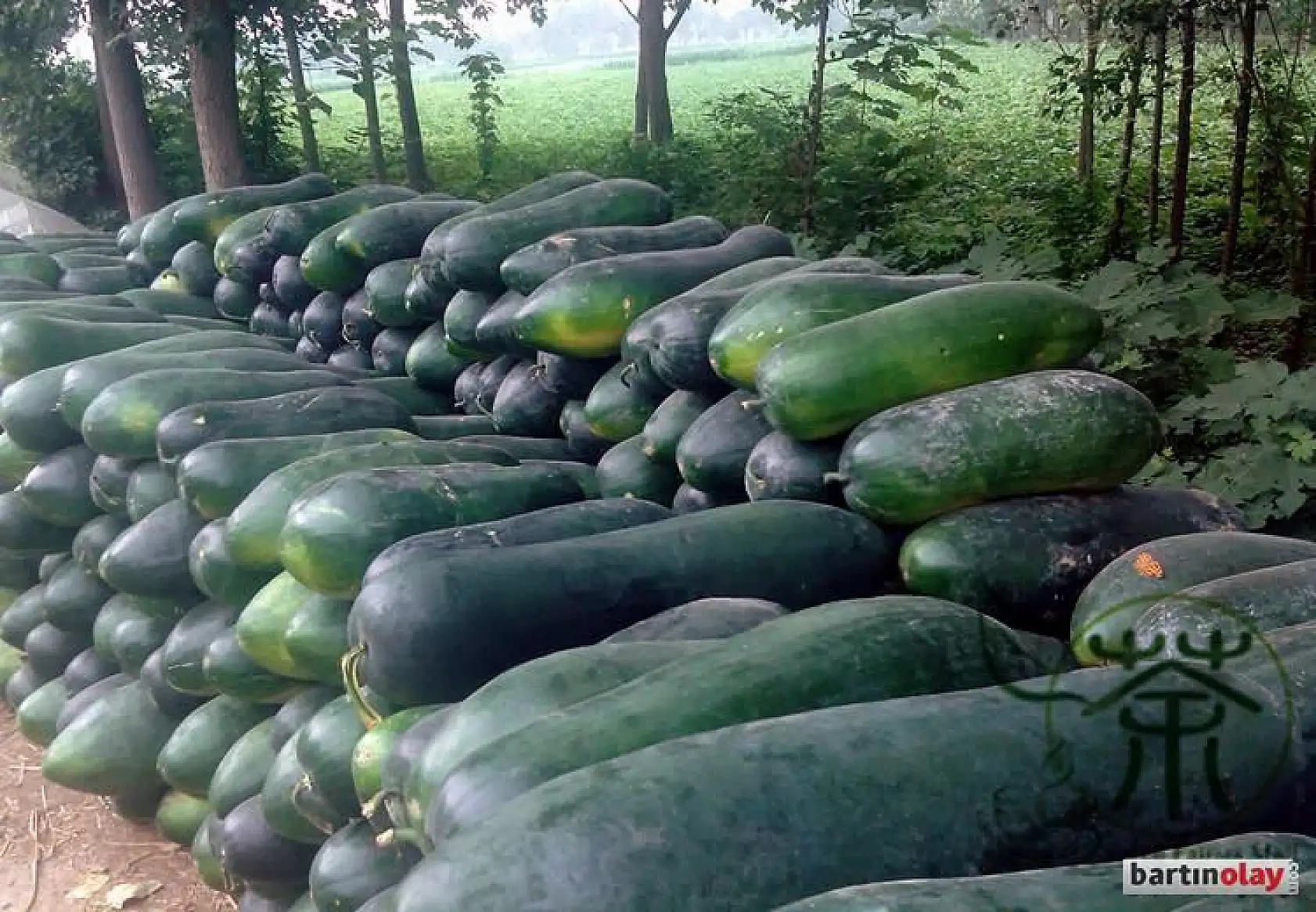 Ülke çalkalandı, meğer salatalık değilmiş