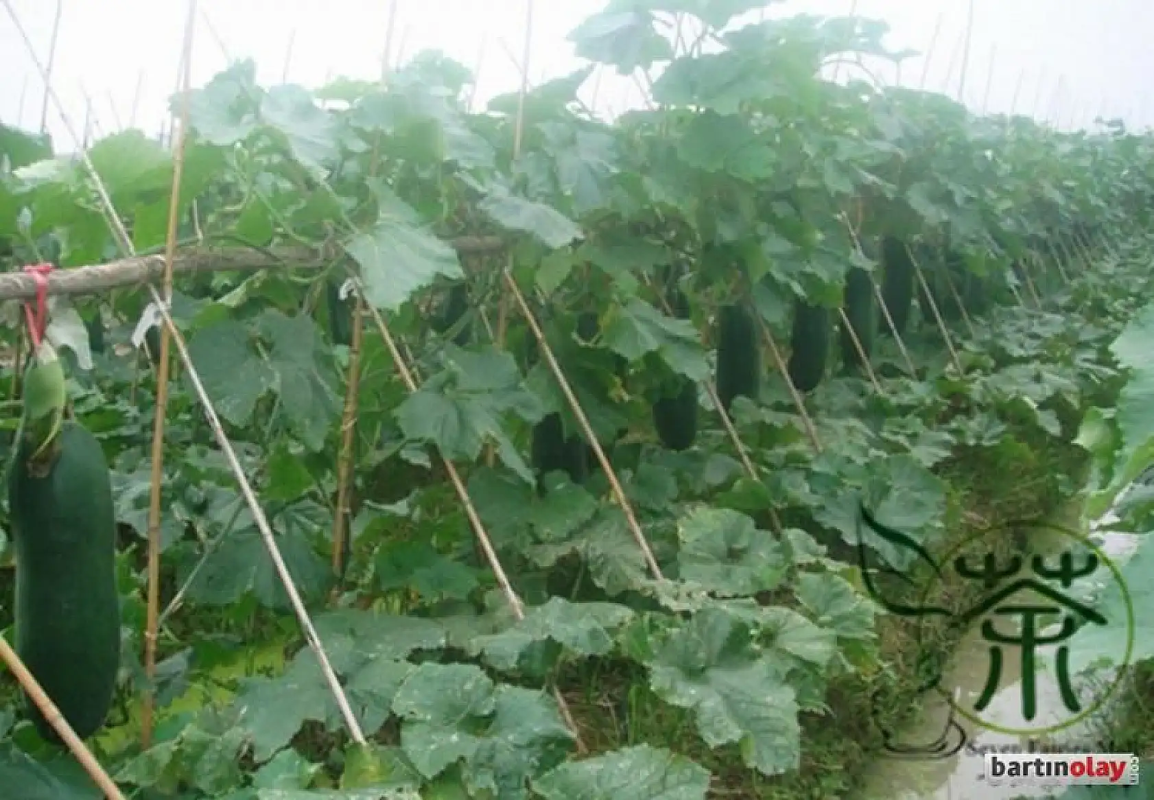 Ülke çalkalandı, meğer salatalık değilmiş