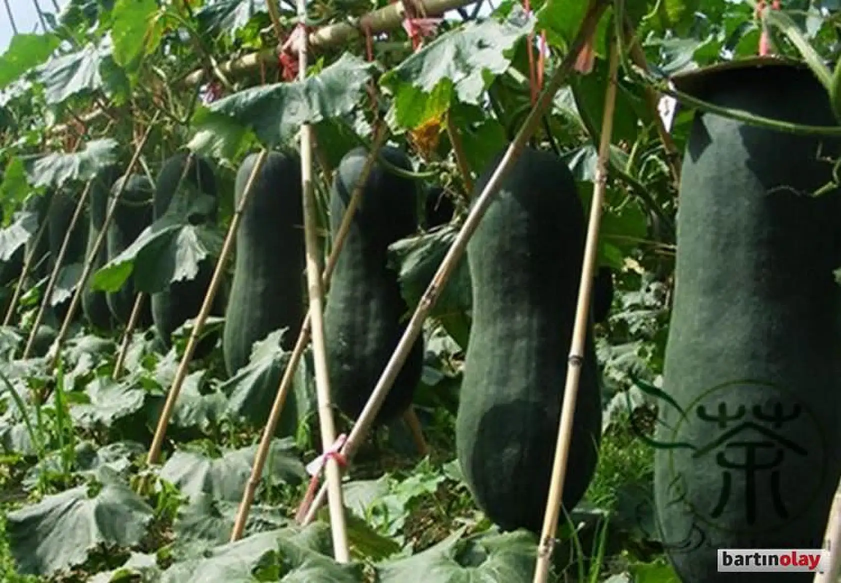 Ülke çalkalandı, meğer salatalık değilmiş