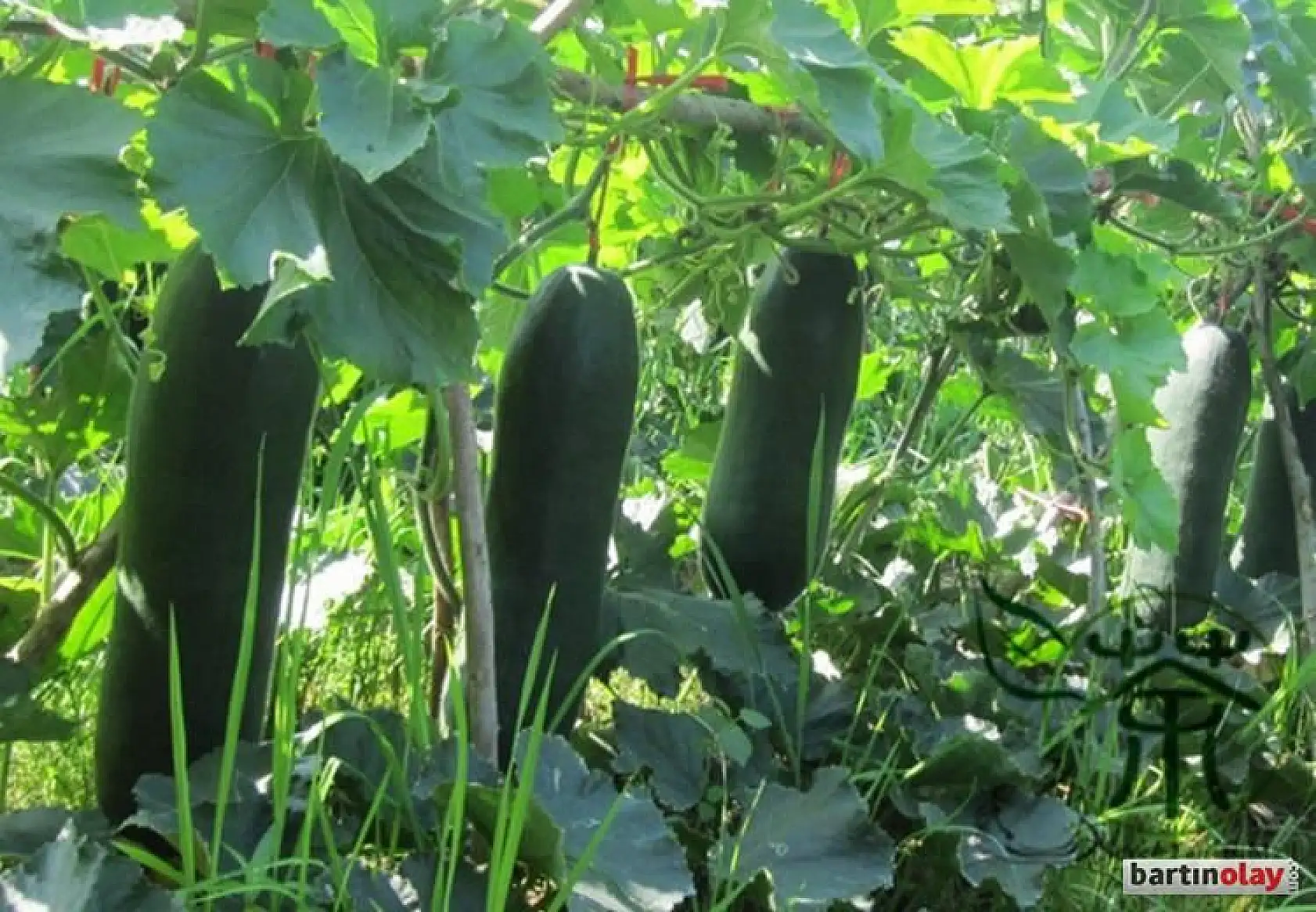 Ülke çalkalandı, meğer salatalık değilmiş